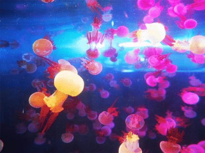29.9玩遍水上樂園+海洋科普館+生態體育園！深圳觀瀾湖陪你度炎夏