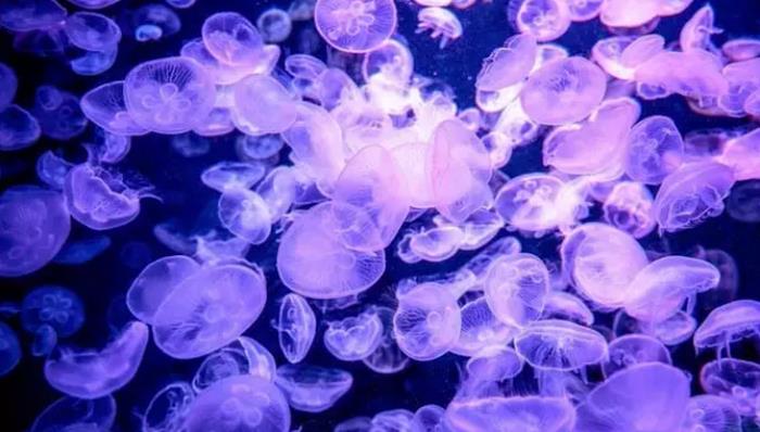 29.9玩遍水上樂園+海洋科普館+生態體育園！深圳觀瀾湖陪你度炎夏