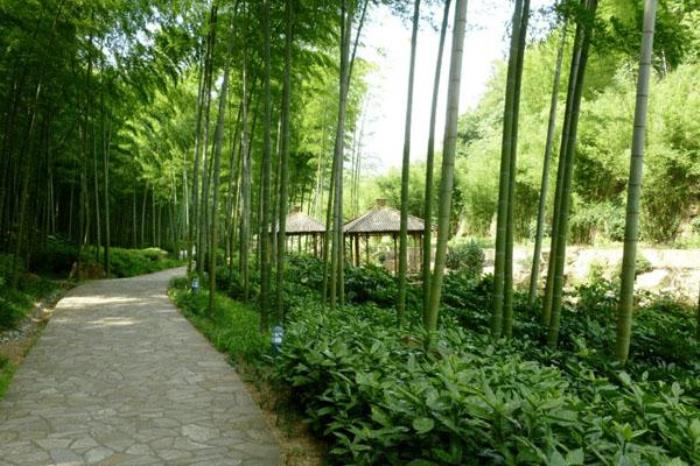 宜興竹海風景區在哪里 具體地址及交通指南