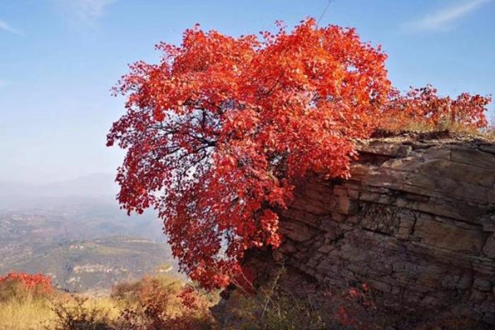 荊紫仙山紅葉什么時(shí)候最紅2023