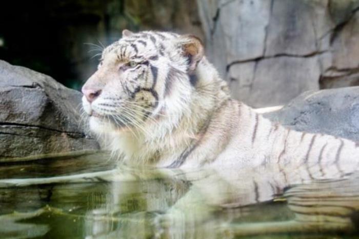 廣州長隆野生動物園孩子可以體驗的項目