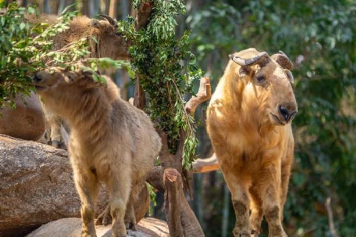 長隆野生動物園游玩路線推薦