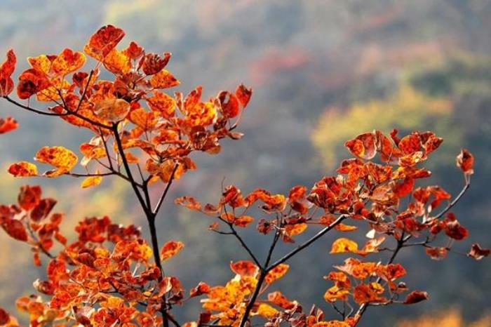 北京看紅葉最佳景點(diǎn)