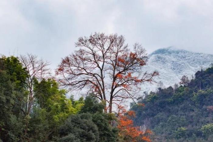 金佛山南坡自駕賞雪兩日游攻略