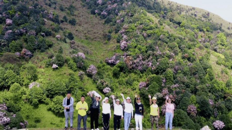 不到雞籠頂，枉為廣東人！原來，中國絕美的高山草原杜鵑花海在這里