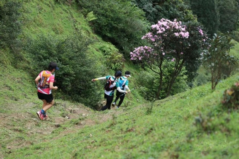 不到雞籠頂，枉為廣東人！原來，中國絕美的高山草原杜鵑花海在這里