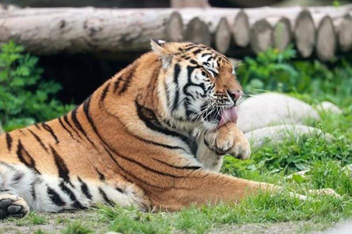 上海野生動(dòng)物園門票優(yōu)惠政策2022