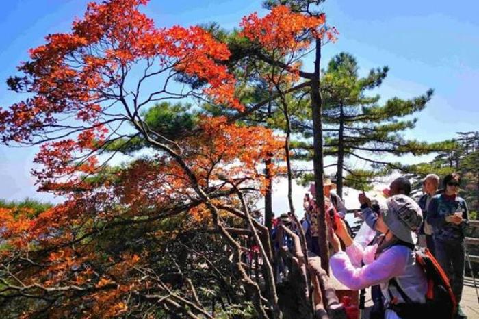 黃山風景區國慶賞秋路線圖