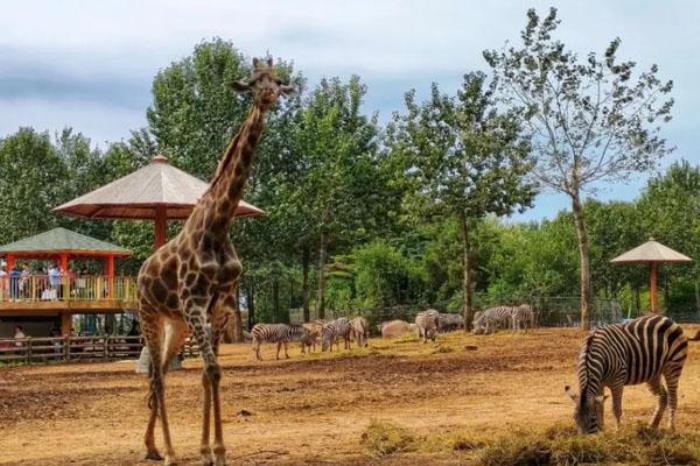 2022沈陽(yáng)森林動(dòng)物園營(yíng)業(yè)時(shí)間及門票價(jià)格