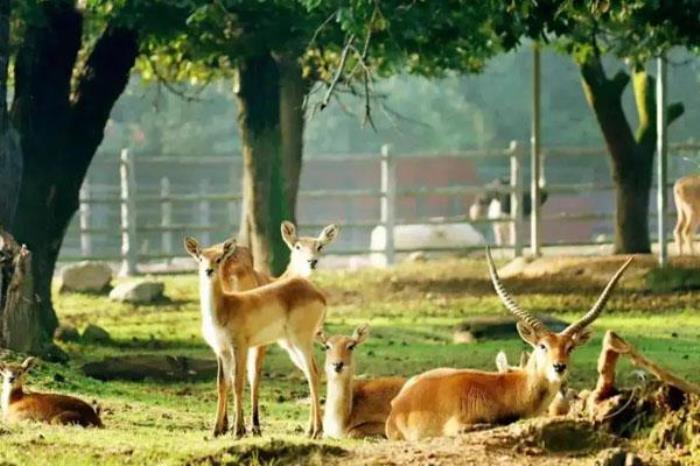 西安秦嶺野生動物園一日游攻略 附游玩路線及游覽攻略