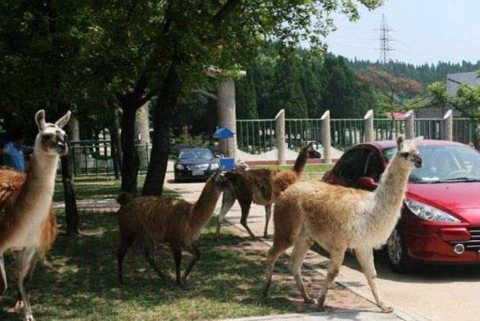 濟(jì)南跑馬嶺野生動(dòng)物園還有嗎