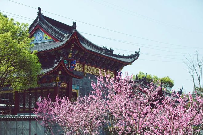 “云”賞花！踏春不出門，我們把春日浪漫送給你~