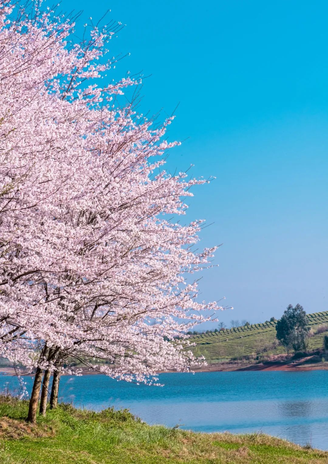國內花海頂流，火了四年，免收門票，浪漫不會遲到！