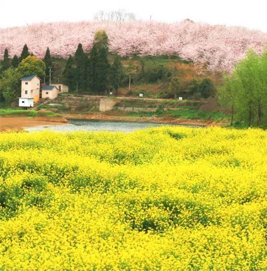 國內花海頂流，火了四年，免收門票，浪漫不會遲到！