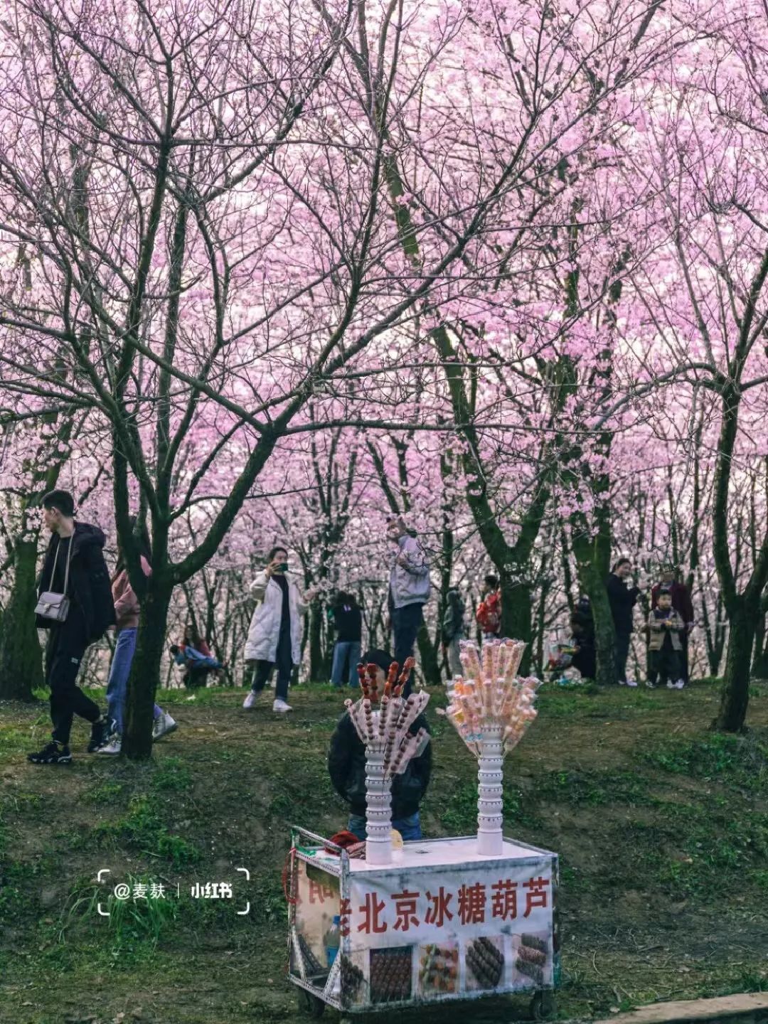 國內花海頂流，火了四年，免收門票，浪漫不會遲到！