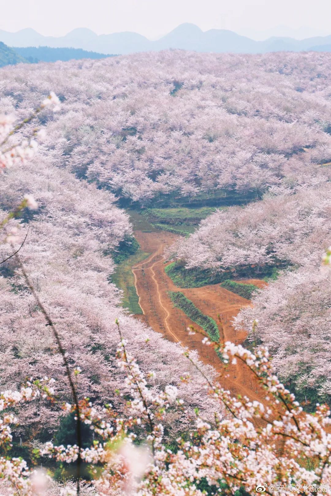國內花海頂流，火了四年，免收門票，浪漫不會遲到！