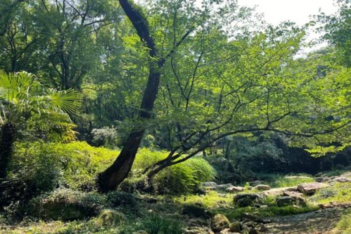 無(wú)錫惠山森林公園爬山最佳路線