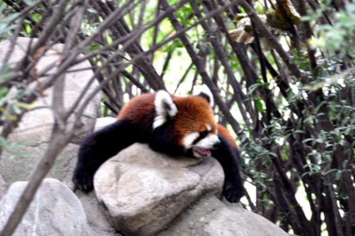 秦嶺野生動(dòng)物園怎么去