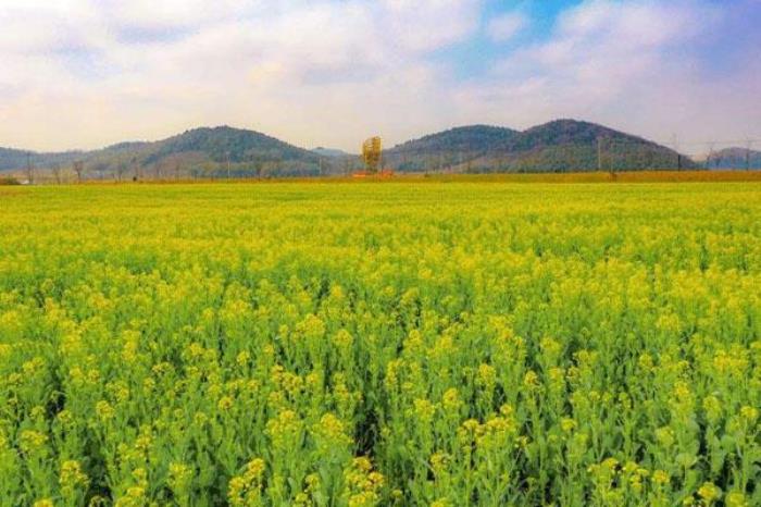 南京高淳國(guó)際慢城旅游度假區(qū)景區(qū)怎么游覽