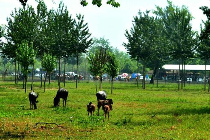 2023秦皇島野生動物園門票多少一張 附優惠政策一覽