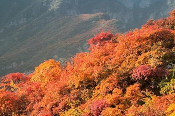 坡峰嶺最佳觀賞時間2023