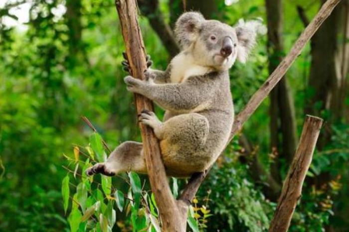 長隆野生動物園游玩路線推薦