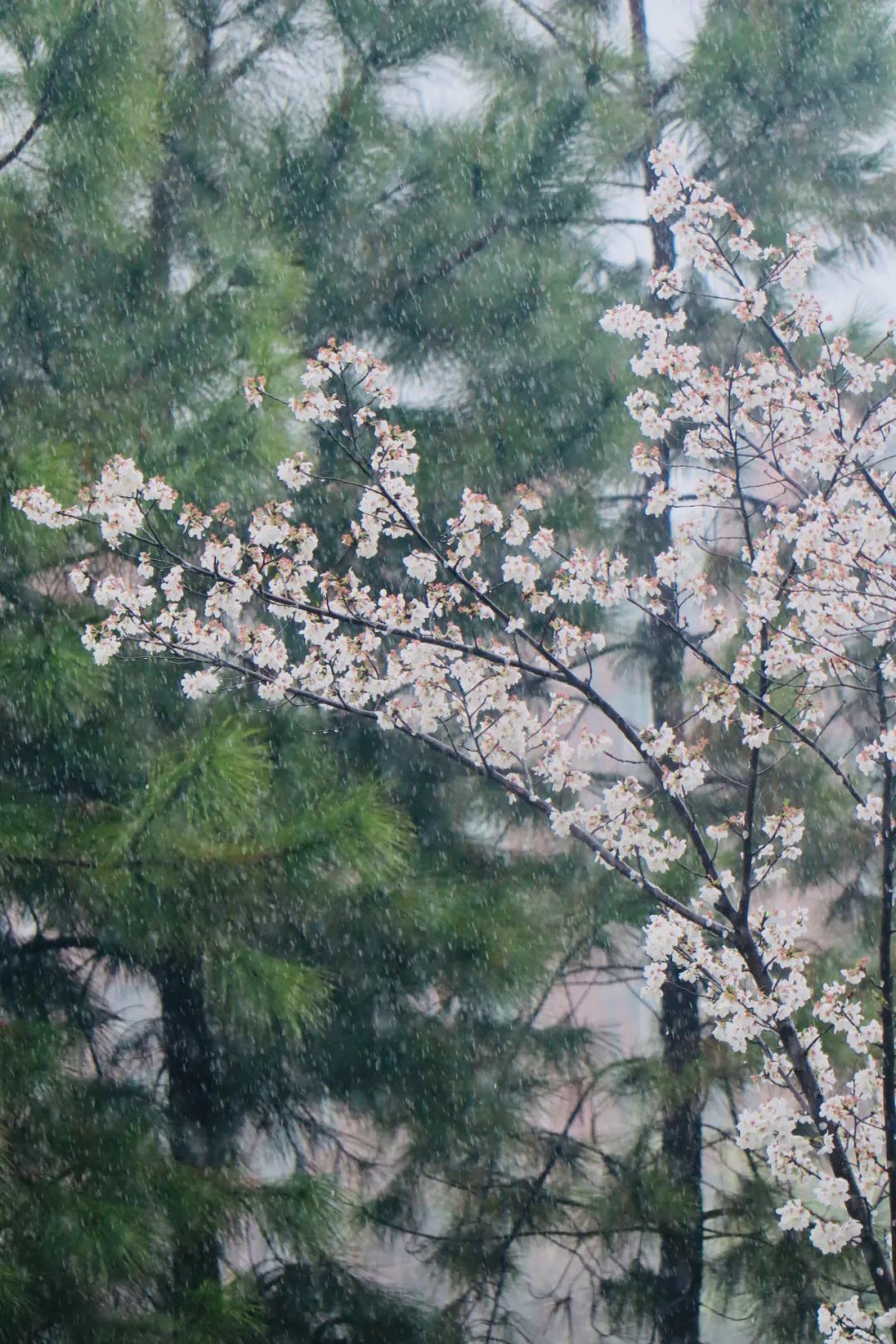 國內(nèi)花海頂流，火了四年，免收門票，浪漫不會遲到！