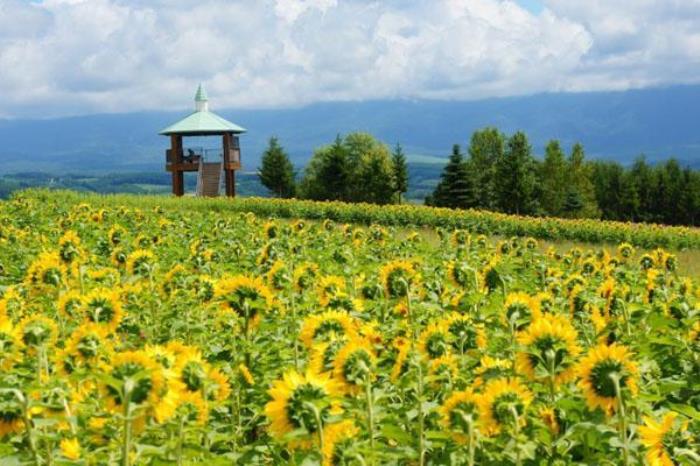 森禾現代花卉產業園