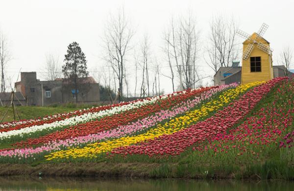 百萬花海風景區