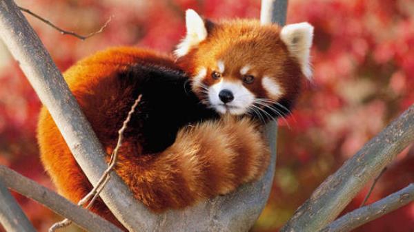 自貢-彩燈公園動物園