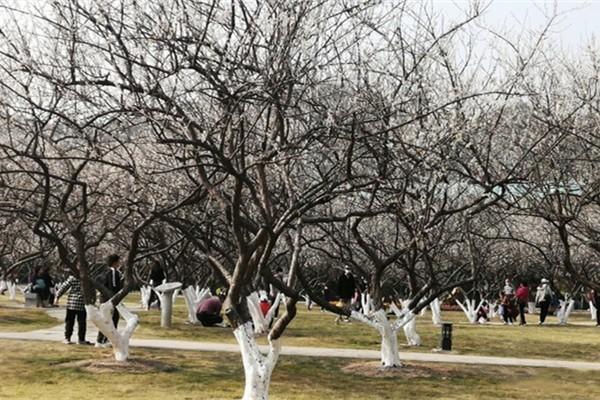 蘿崗香雪公園