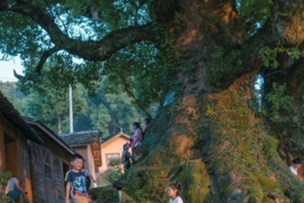 楊家堂村