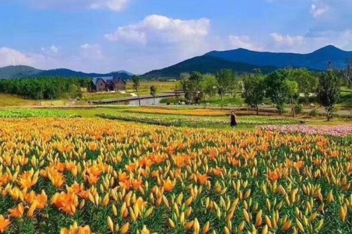 半湯郁金香高地景區(qū)