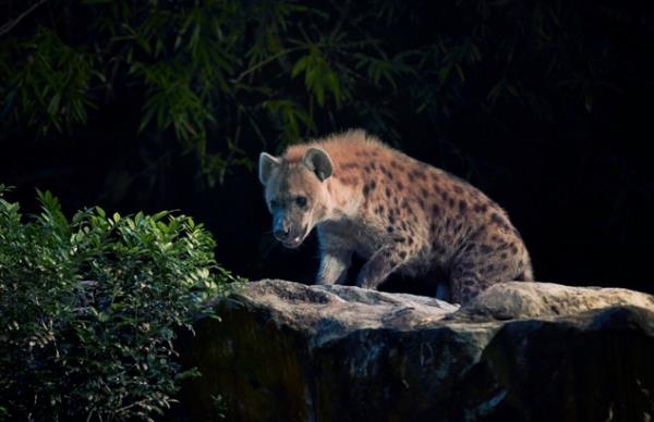 夜間野生動物園