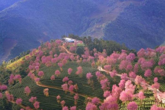 無(wú)量山櫻花谷