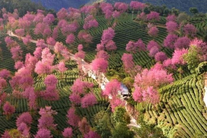 無(wú)量山櫻花谷
