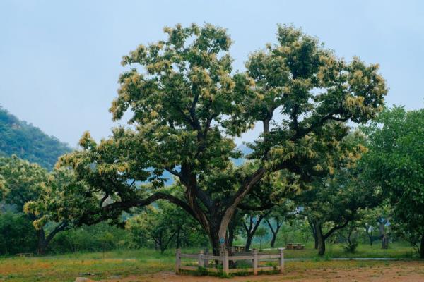 北京黃花城水長城