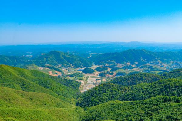 太陽坪映山紅景區