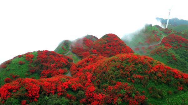 太陽坪映山紅景區
