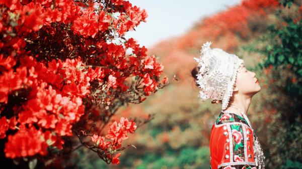 太陽坪映山紅景區