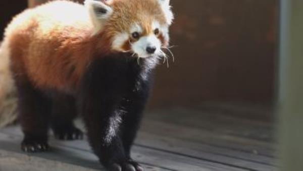 宿遷動物園