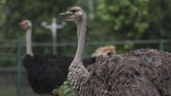 宿遷動物園