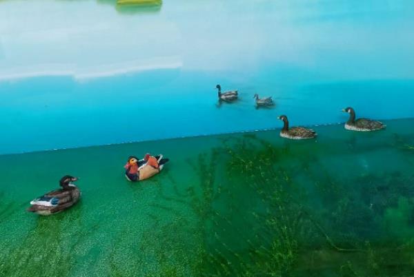 泗洪洪澤湖濕地