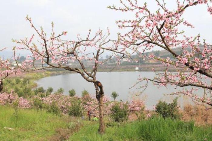 丹棱·桃花源景區(qū)