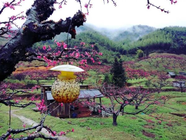 桃花沖森林公園