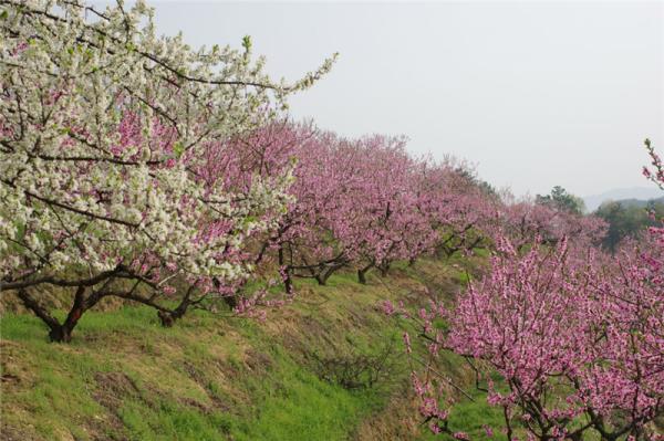 桃花沖森林公園
