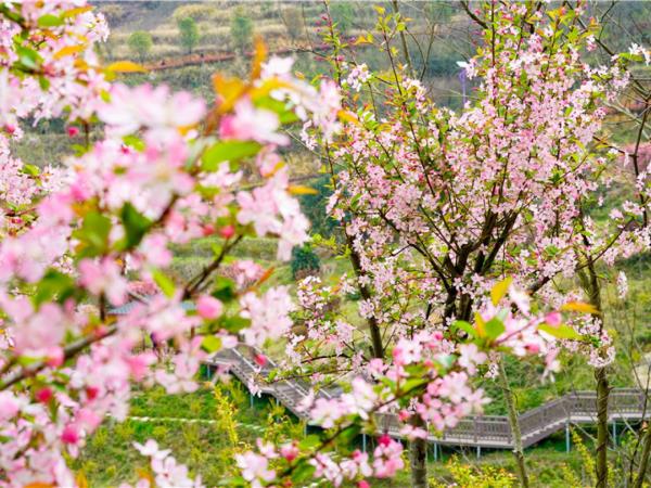 英山四季花海景區