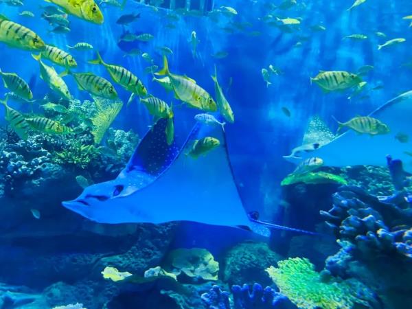 阜陽堯泰漢海海洋公園