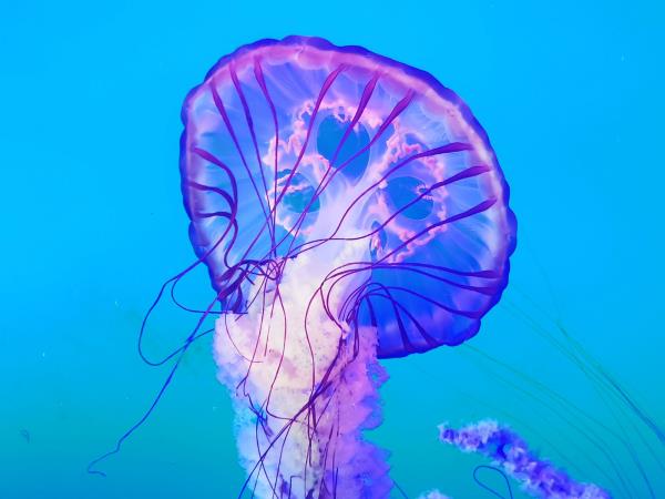 阜陽堯泰漢海海洋公園