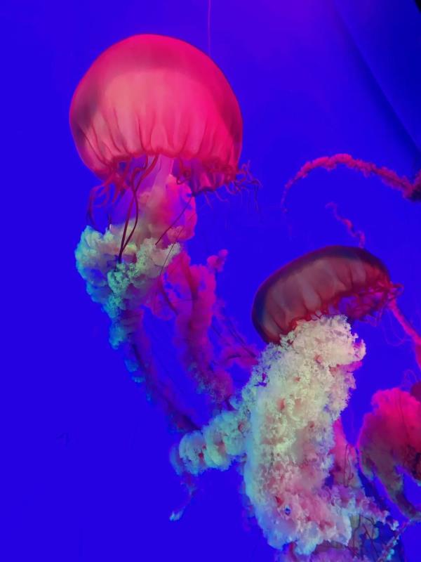 阜陽堯泰漢海海洋公園